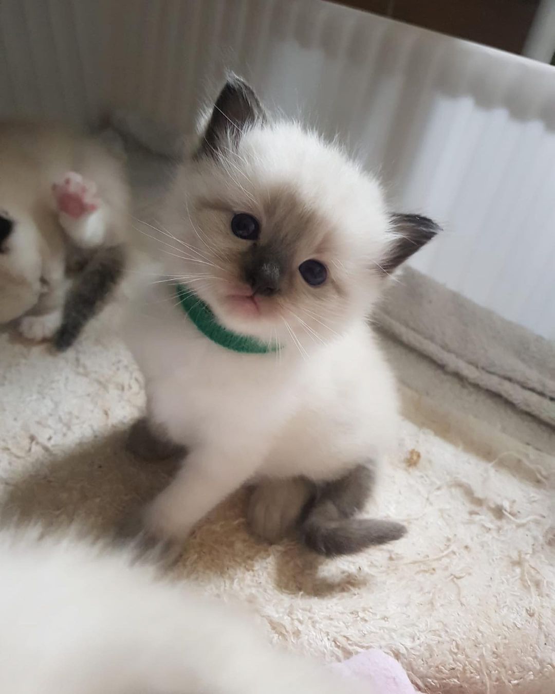 Available Kittens For sale RAGDOLL KITTENS FOR SALE NEAR ME